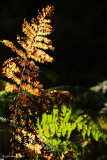 After All, What Are Fronds For?