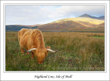 Highland Cow in Hebridean Landscape