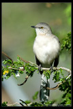 Mockingbird_KRV5208.jpg