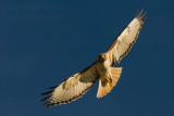 Red-tailed Hawk