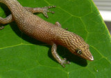 Ashy Gecko (Sphaerodactylus elegans elegans)