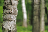 Birches 4808.jpg