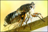 singing cicade  (cropped image)