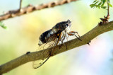 singing cicade