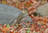 Swainsons Thrush