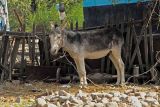 Donkey, Kazakhstan