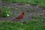 Grounded Cardinal
