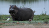 Hippos in the Company of Several Birds-  099.jpg