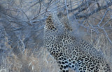 The Elusive Leopard Hides in the Bushes-  122.jpg