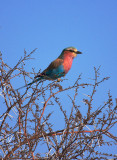 Lilac Breasted Roller