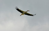 IMG_2944-PB.jpg