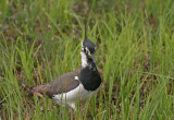 Northern Lapwing - Pavoncella - Kiebitz - Vanellus vanellus