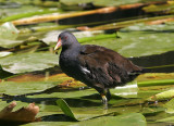 IMG_2260-PB.jpg