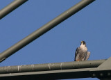 Peregrine Falcon - Falco pellegrino - Wanderfalke - Falco peregrinus