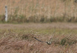 IMG_6020-PB2.jpg