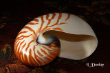 Chambered Nautilus Two