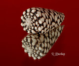 Marble Cone