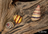 Three River Snails