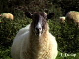 Curious Sheep At My Car Window