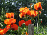 Sunlit Poppies