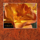 Russet Matted Rose
