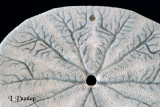 Sand Dollar, Underside Detail