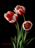 Three Tulips On Black