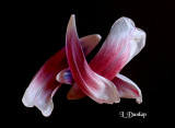Tulip Petals