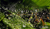 Dew Drops On Spider Web