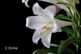 Easter Lilies On Black 1