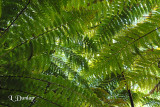 Tree Ferns Overhead