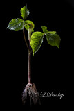 Jack-in-the-pulpit; Indian Turnip 1