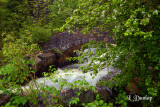 3.2 - Kingsbury Creek And Apple Tree, Spring Green