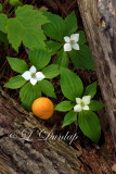 223.1 - Bunchberry (Canadian Dogwood) Triangle
