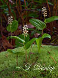 228 - Canada Mayflower On Mossy Rock