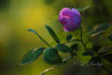 237 - Wild Rose In the Evening Sun