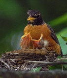 Baby Robins 2nd Day