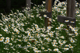  Oxeye Daisies In The Raspberry Patch