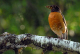 Parent Robin With Worm