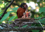 Baby Robins 1st Day