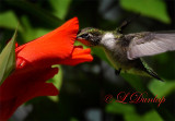 309 - Female Ruby-Throated Hummingbird At Gladiola