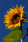 Sunflower Against The Sky 1
