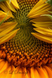 Sunflower Unfolding