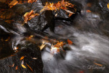 Autumn Leaves In Tischer Creek