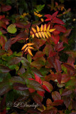 34.1 - Autumn Undergrowth