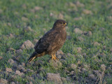 Buizerd