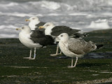 Pontische Meeuw