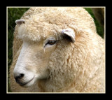 Portrait of a Sheep.