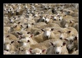 Where in the Flock are you.