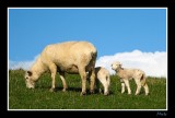 Spring Lambs.